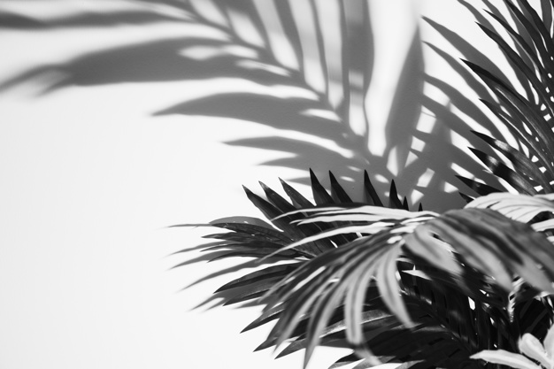 monochromatic-palm-leaves-shadow-white-backdrop_23-2148162940