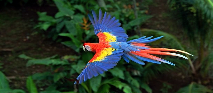 5c424b5fbb1eb226eafd04de_lapa roja