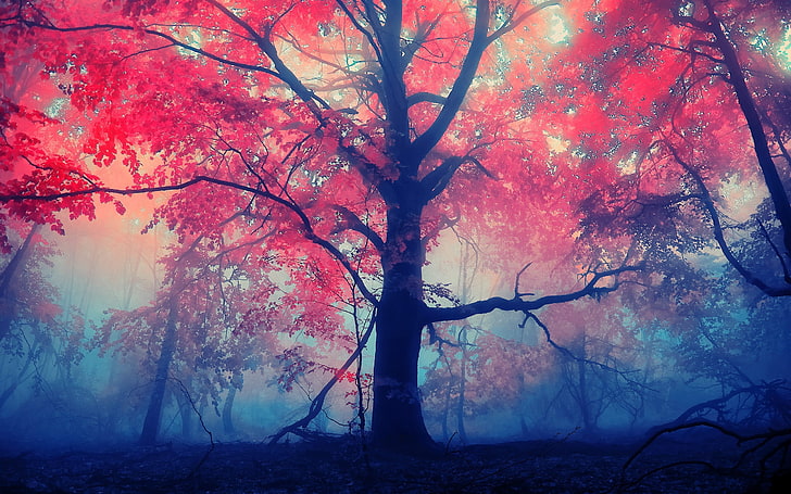 trees-forest-fall-mist-wallpaper-preview