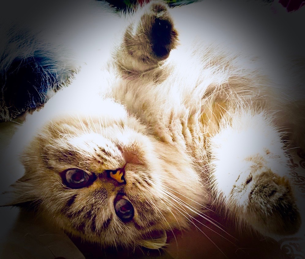 WhatsApp Image 2021-02-19 at 9.31.14 AM