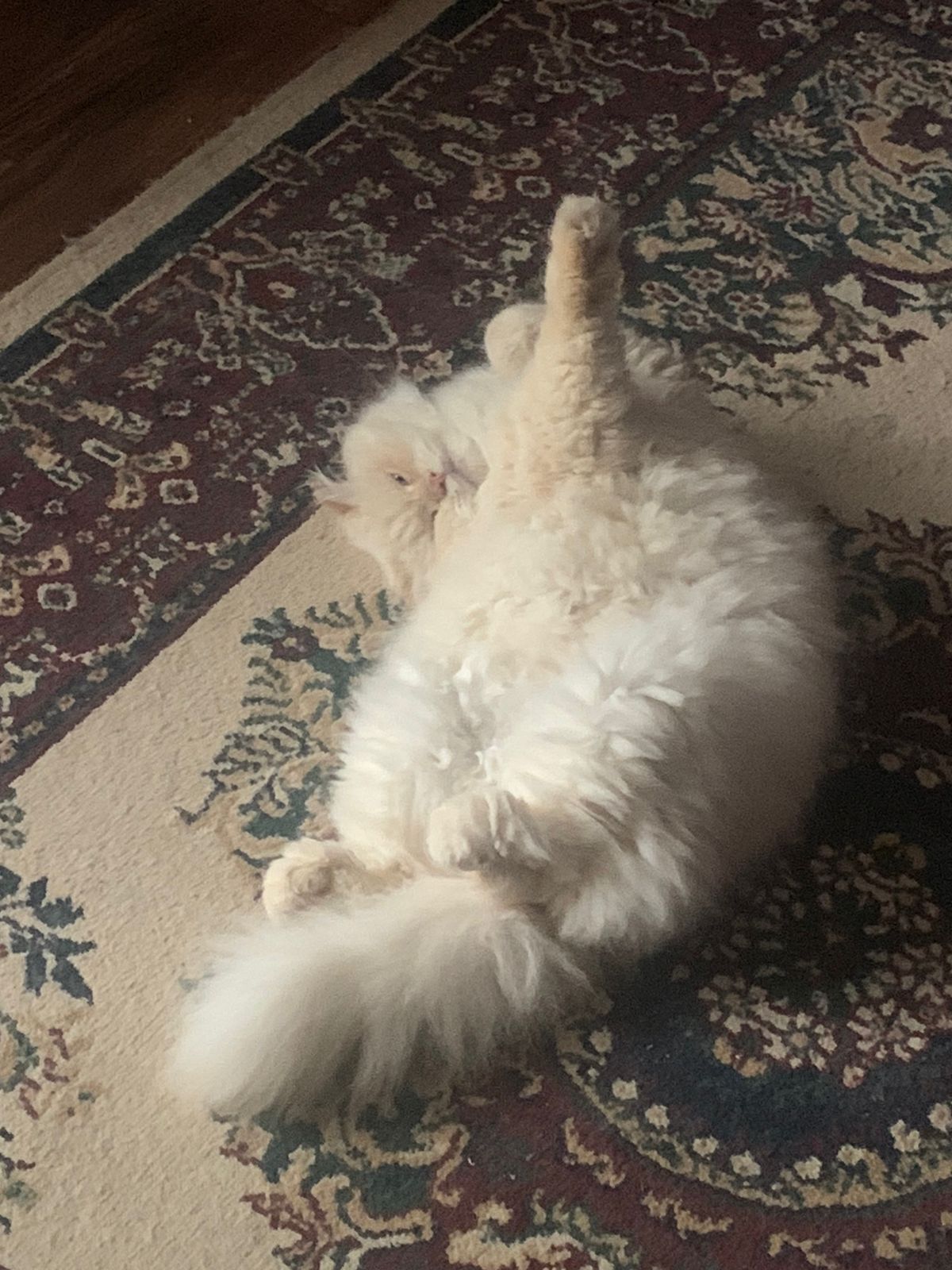 WhatsApp Image 2022-06-01 at 7.52.12 AM