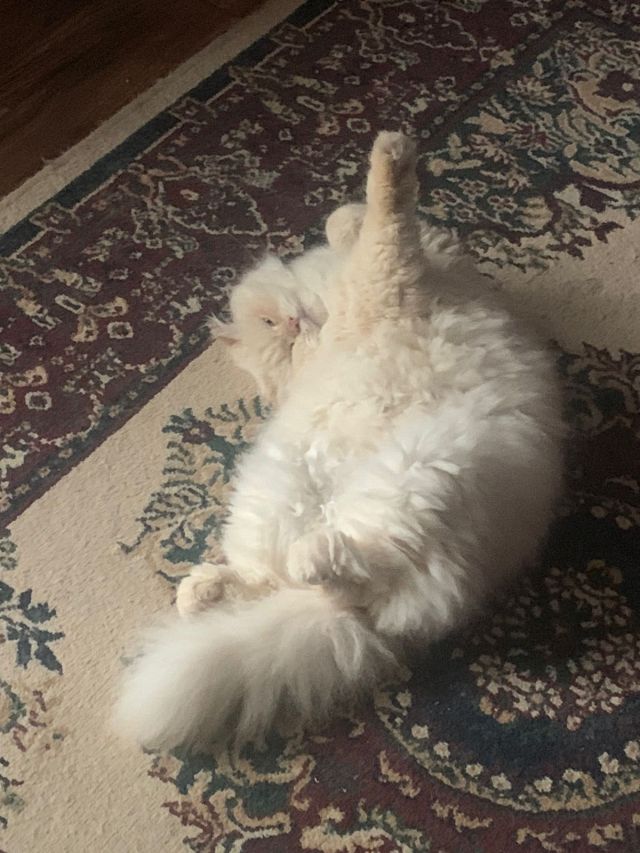 WhatsApp Image 2022-06-01 at 7.52.12 AM