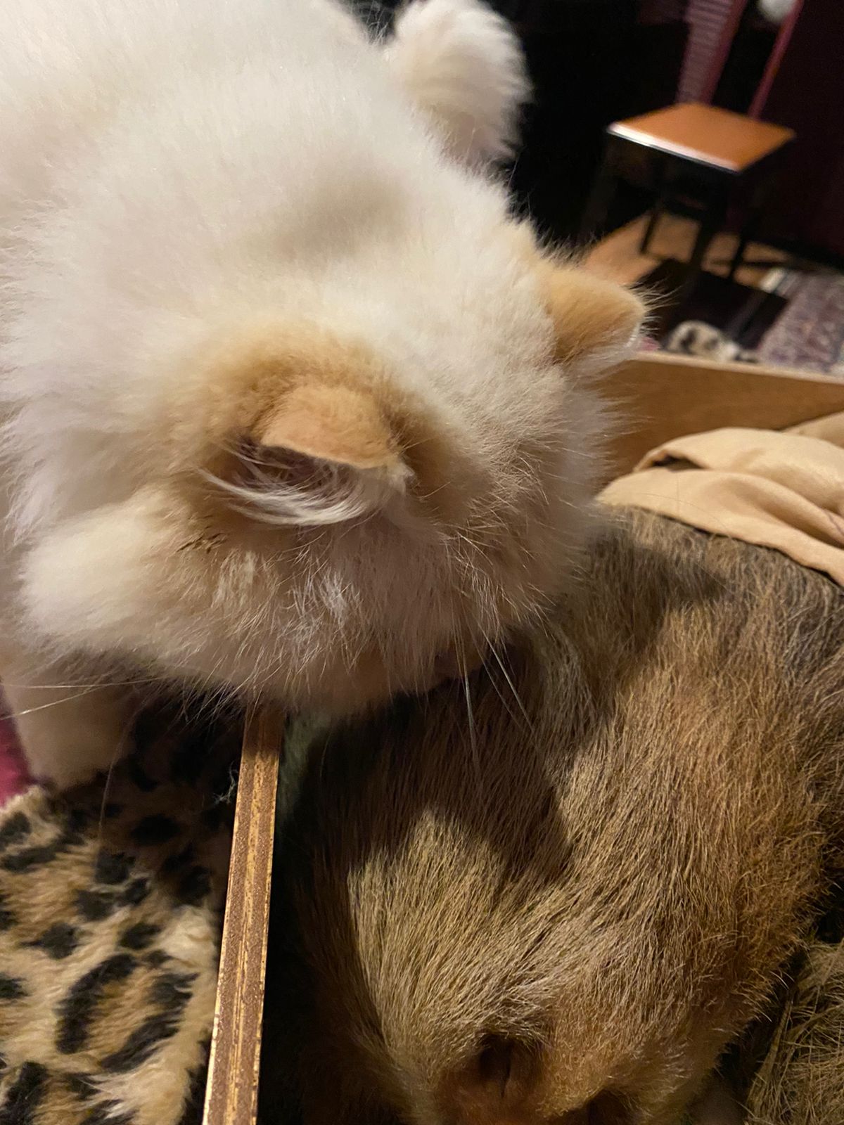 WhatsApp Image 2022-06-20 at 8.10.14 PM