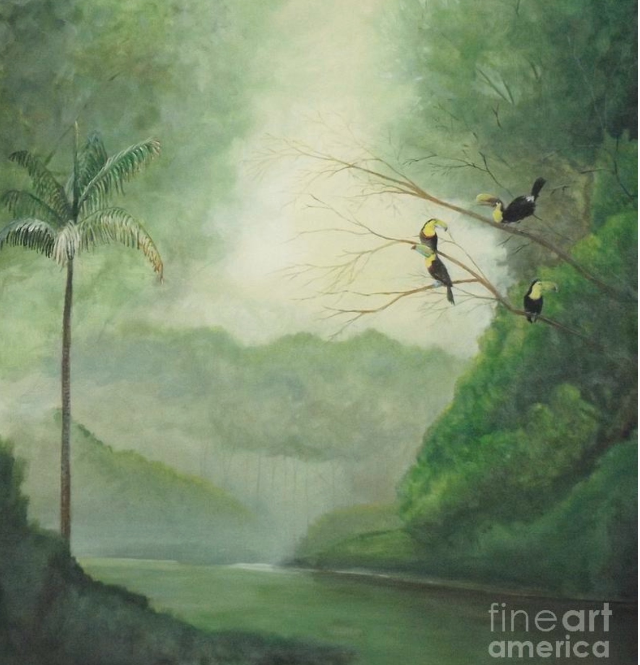 Toucans Rainforest River