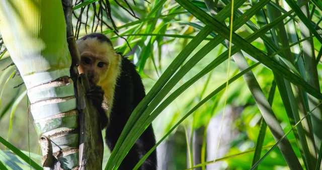 Rain-Forest-Balcony-spillwords