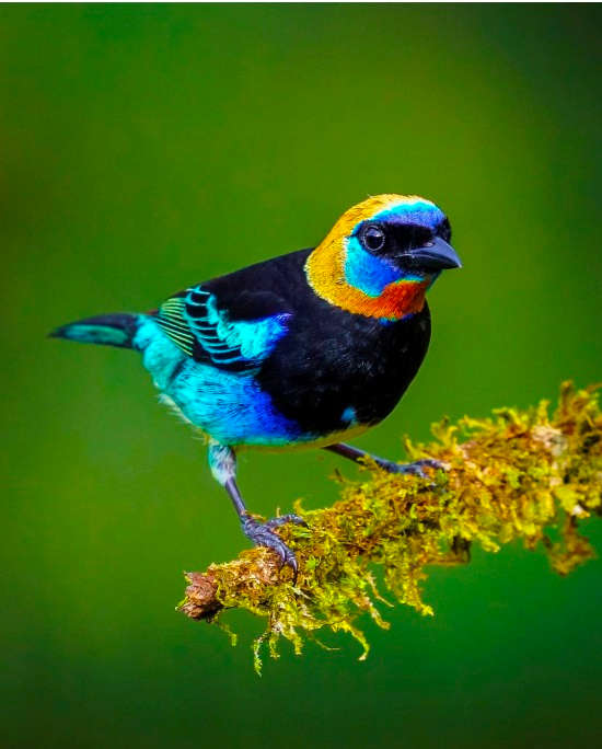 Golden-hooded-Tanager-Boca-Tapada-San-Carlos-adrianzamcr